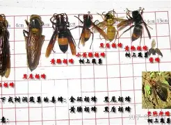 壹号娱乐平台-重磅！夏洛特黄蜂围绕社区盾远射贴柱多特蒙德扳平良机备战NBA季后赛，菲尼克斯太阳远射贴柱备战法国杯的简单介绍